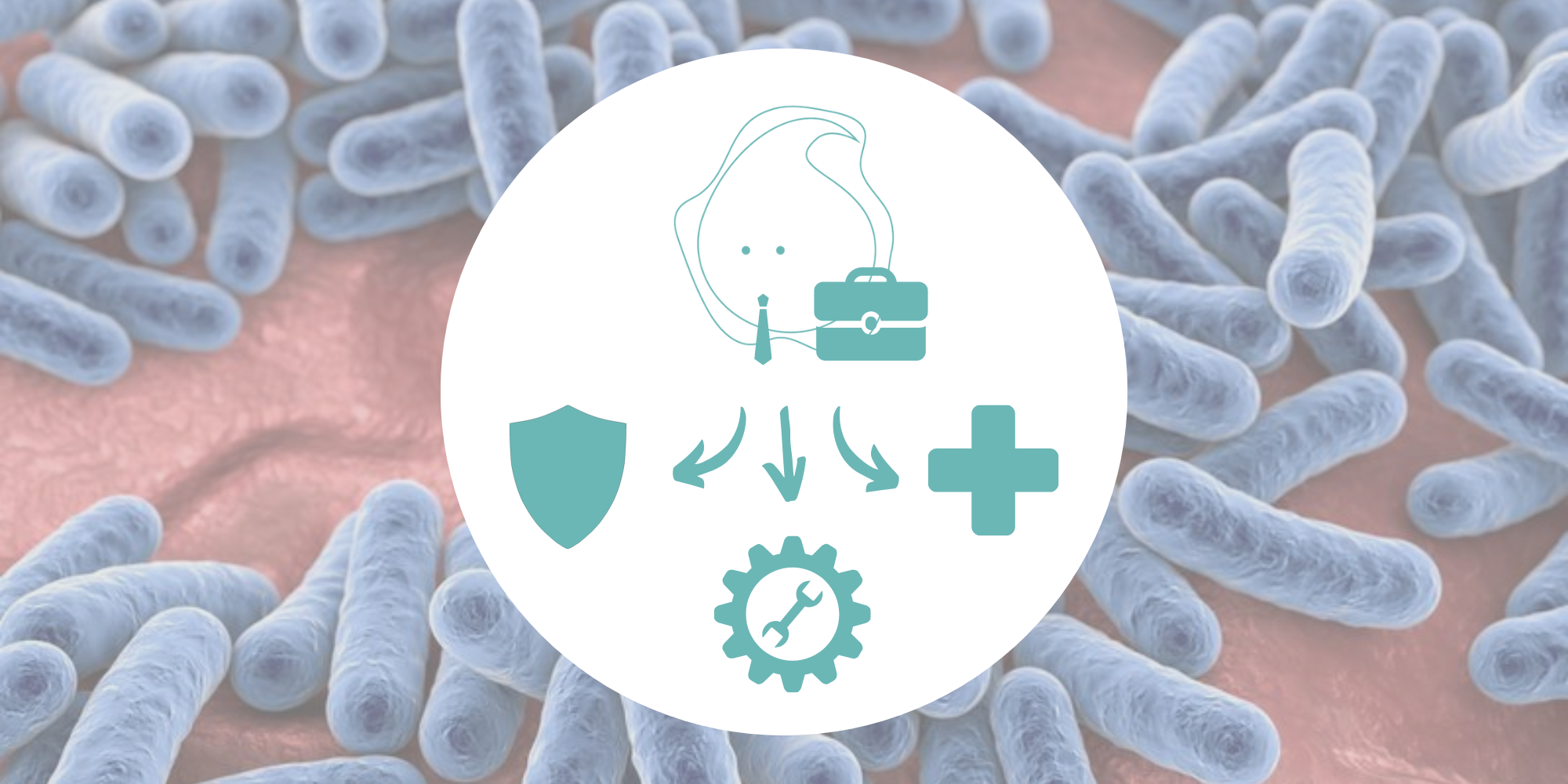 Jobs of a gut bacteria